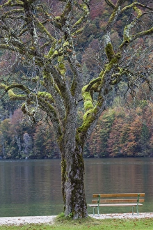 Germany, Bavaria, Konigsee, St. Bartholoma, fall foliage