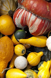 Squash Prints: Germany, Bavaria, Passau. Open-air farmers market, colorful fall squash & gourds