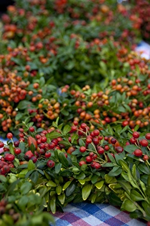 Images Dated 18th September 2009: Germany, Bavaria, Passau. Open-air farmers market, green & berry wreaths