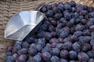 Images Dated 18th September 2009: Germany, Bavaria, Passau. Open-air farmers market, ripe plums with scoop