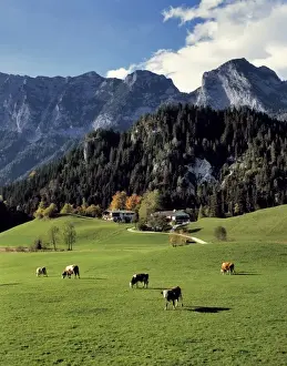Lodging Prints: Germany, Bavaria, Ramsau. Chalets offer accommodation and a beautiful view near Ramsau in Bavaria