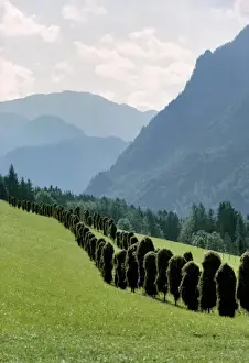 Harvested Prints: Germany, Bavaria, Ramsau. Harvested hay fills the hillside near Ramsau in Bavaria, Germany