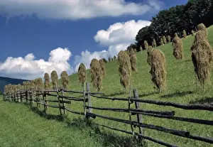 Hill Side Prints: Germany, Bavaria, Ramsau. Hay dries along the Alpenstreasse near Ramsau, Bavaria, Germany