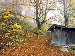 Ramsau Prints: Germany, Bavaria, Ramsau. A wooden shed marks the trail in the forest near Ramsau in Bavaria