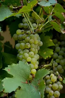 Wertheim Prints: Germany, Franconia, Wertheim. Grapes used to make famous Franconian local wine