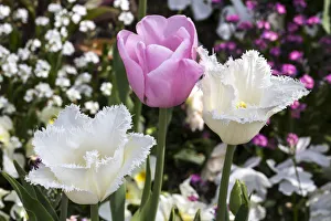 Simplicity Prints: Germany, Freinsheim, Flowers (Two Whites and a Pink)