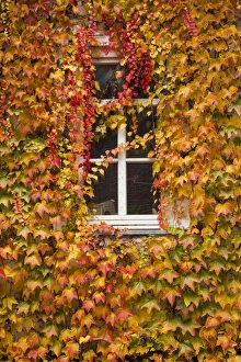 Hesse Prints: Germany, Hesse, Wetzlar, building covered with ivy, autumn