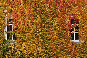 Images Dated 4th November 2014: Germany, Hesse, Wetzlar, building covered with ivy, autumn