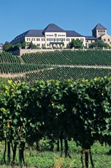 Germany, Johannisberg, Rheingau region, Schloss Johannisberg vineyard exclusively produces Riesling