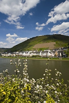 Images Dated 3rd May 2008: Germany, Rheinland-Pfaltz, Mosel River Valley, Cochem. Spring along the Mosel River