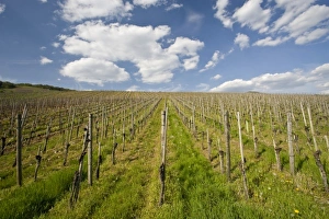 Images Dated 3rd May 2008: Germany, Rheinland-Pfaltz, Mosel River Valley, Mesenich. Mosel vineyard