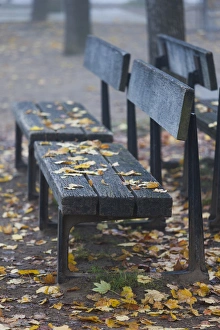 Images Dated 2nd November 2014: Germany, Rheinland-Pfalz, Speyer, Domgarten, cathedral park, fog, morning