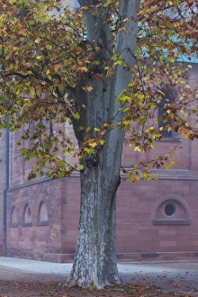 Images Dated 2nd November 2014: Germany, Rheinland-Pfalz, Speyer, Domgarten, cathedral park, fog, morning