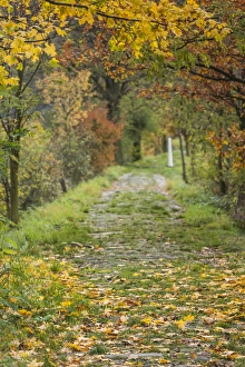 Germany, Rheinland-Pfalz, St. Goarhausen, pathway to the statue of Die Loreley mermaid