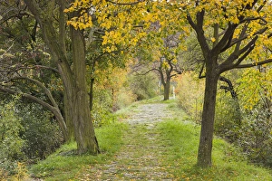 Images Dated 8th November 2014: Germany, Rheinland-Pfalz, St. Goarhausen, pathway to the statue of Die Loreley mermaid