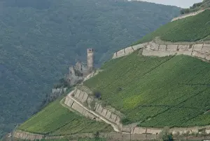 Images Dated 24th September 2009: Germany, Rhine River. View between Mainz & Koblenz near Rudesheim. Castle ruins surrounded