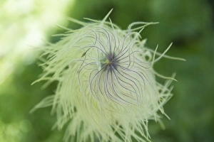 Geum Triflorum in Alberta, Canada
