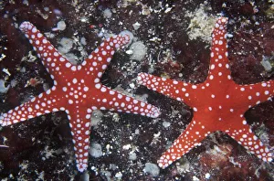 Dotted Prints: Ghardaqa brittle star, Fromia ghardaqana, Zabargad island, Red Sea, Egypt