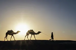 One Person Prints: Ghlissia, Kebili, Tunisia. Man leading camels across sand dunes at sunset in the Sahara Desert