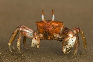 Ghost Crab (Ocypode gaudichaudii) Santiago Island, GALAPAGOS ISLANDS