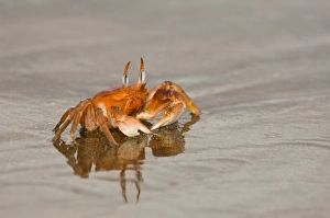 Ghost Crab (Ocypode gaudichaudii) Santiago Island, Galapagos Islands, Ecuador. They
