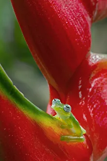 Ghost Glass Frog, Costa Rica