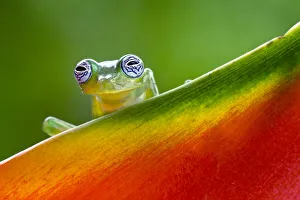 Images Dated 2nd January 2022: Ghost Glass Frog, Costa Rica