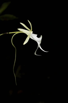 Images Dated 29th July 2010: Ghost Orchid in bloom, Polyrrhiza lindenii, Florida (wild)