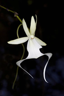 Endangered Prints: Ghost Orchid in bloom, Polyrrhiza lindenii, Florida (wild)
