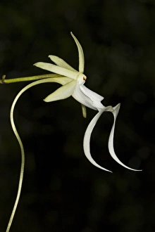 Images Dated 29th July 2010: Ghost Orchid in bloom, Polyrrhiza lindenii, Florida (wild)