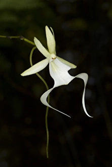 Images Dated 29th July 2010: Ghost Orchid in bloom, Polyrrhiza lindenii, Florida (wild)