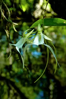 The Ghost Orchid, Dendrophylax lindenii, was made famous by Susan Orleans in her