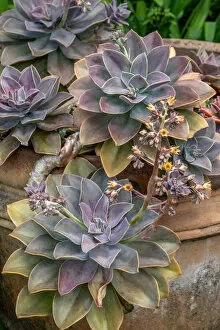 Floral & Botanical Collection: Ghost plant, succulent in a clay pot