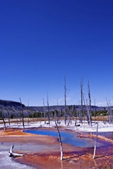 Images Dated 2nd September 2005: Ghost trees and bacterial mat near Grand Prismatic Spring, Midway Geyser Basin, Yellowstone