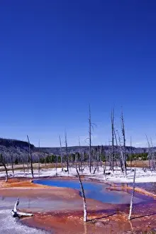 Yellow Stone Prints: Ghost trees and bacterial mat near Grand Prismatic Spring
