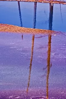 Images Dated 2nd September 2005: Ghost trees reflecting in bacterial mat around perimeter of Grand Prismatic Spring