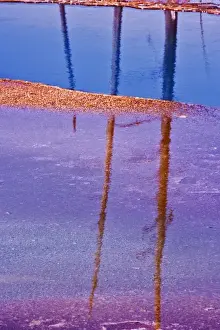 Yellow Stone Prints: Ghost trees reflecting in bacterial mat around perimeter of Grand Prismatic Spring