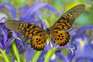 Butterfly Prints: The Giant African Swallowtail Butterfly, Papilio antimachus
