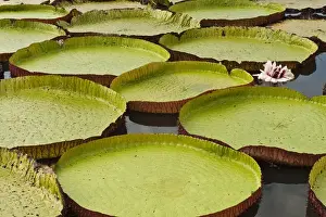Giant Amazon Water Lily (Victoria amazonica) LARGEST LILY Permanent ponds in Savannah