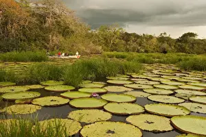 Rupununi Prints: Giant Amazon Water Lily (Victoria amazonica) LARGEST LILY Permanent ponds in Savannah