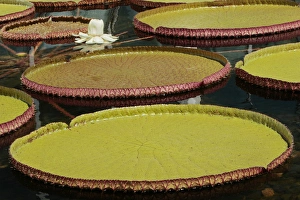 Minnesota Prints: Giant Amazonian Water Lilies, Como Park Zoo and Conservatory, Minneapolis, Minnesota