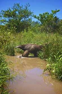 Images Dated 20th January 2010: Giant Anteater, Myrmecophaga tridactyla