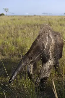 Images Dated 9th August 2009: Giant Anteater (Myrmecophaga tridactyla) Savannah Rupununi GUYANA. South America