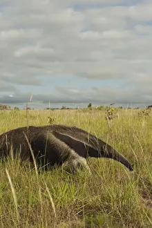 Anteater Prints: Giant Anteater (Myrmecophaga tridactyla) Savannah Rupununi GUYANA. South America