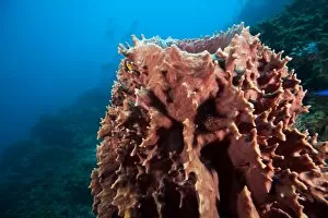 Giant Barrel Sponge (Xestopongia muta). Caribbean Scuba Diving, Roatan, Bay Islands