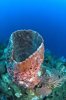 Images Dated 23rd December 2010: Giant Barrel Sponge (Xestospongia muta) Coral Reef Island, Belize Barrier Reef