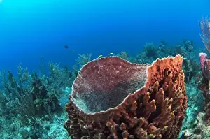 Barrier Reef Prints: Giant Barrel Sponge (Xestospongia muta) Coral Reef Island, Belize Barrier Reef. Second