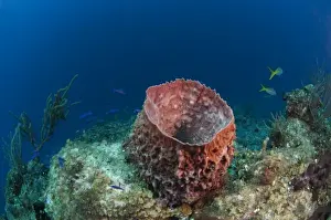 Images Dated 23rd December 2010: Giant Barrel Sponge (Xestospongia muta) Coral Reef Island, Belize Barrier Reef. Second