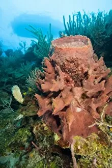 Images Dated 6th March 2007: Giant Barrel Sponges (Xestopongia muta), Caribbean Scuba Diving, Roatan, Bay Islands