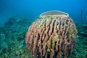 Giant Barrel Sponges (Xestopongia muta), Caribbean Scuba Diving, Roatan, Bay Islands